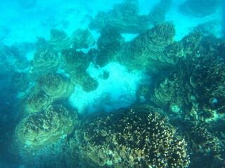 不思議な水中世界　パラオハマサンゴ