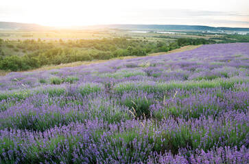 Naklejka premium rows of lavender bushes on the farm field in the background setting behind the mountains sun and clouds in the evening sky