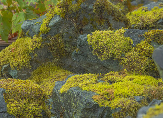 Mossy Stone