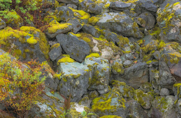 Moss And Lichens
