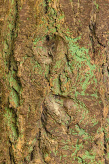 Tree Bark