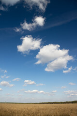 Obraz premium Blue sky with blue clouds over an oat field.