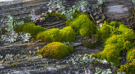 Lichens On The Fence