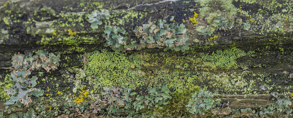Lichens On The Fence