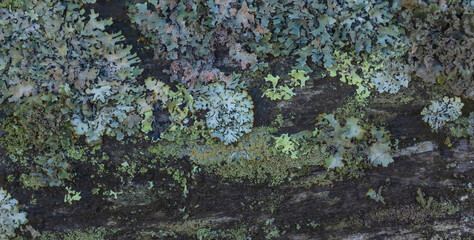 Lichens On The Fence