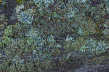 Lichens On The Fence