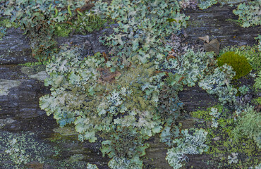 Lichens On The Fence