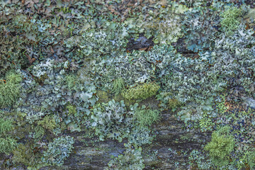 Lichens On The Fence