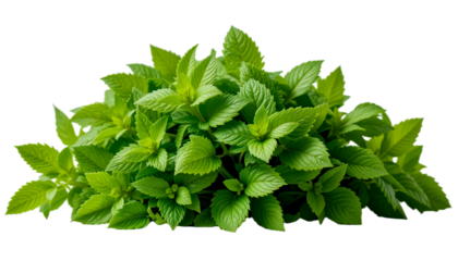 A bunch of fresh mint leaves isolated on white background. Suitable for marketing or business purposes. PNG file