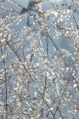 icy stems of dried plants