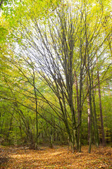 Hazelnut tree in the autumn forest
