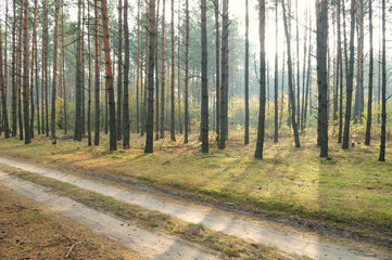 Forest road in the rays of the rising sun.