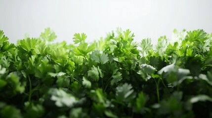 Obraz premium Lush Green Coriander: A Vibrant Display of Fresh Herbs