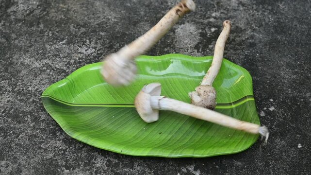 Termitomyces schimperi mushroom. It &nbsp;is a large&nbsp;mushroom&nbsp;associated with the termite species&nbsp;Macrotermes michaelseni. It contains lots of vitamins. It increases the immunity of our body. Slow motion v