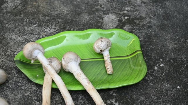 Termitomyces schimperi mushroom. It &nbsp;is a large&nbsp;mushroom&nbsp;associated with the termite species&nbsp;Macrotermes michaelseni. It contains lots of vitamins. It increases the immunity of our body. Slow motion v