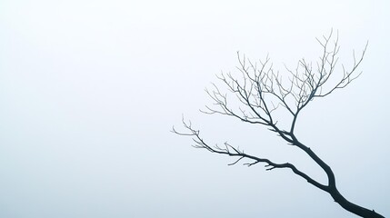Obraz premium Mysterious fog concept. A solitary, bare tree branch silhouetted against a soft, misty background.