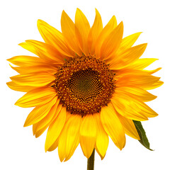Sunflower isolated on white background