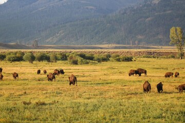 Herd of bison in the fields