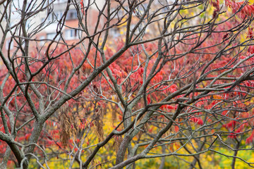 Colorful autumn foliage displaying red and yellow leaves against a backdrop of bare branches in a vibrant park setting