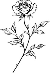 Naklejka premium Red Rose Images for Designers