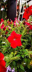 Vibrant crimson blooms, a riot of color amongst lush green foliage.