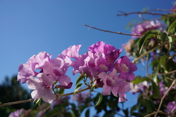 ニンニクカズラの花