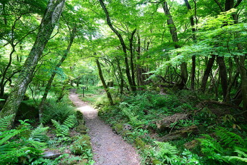 Fototapeta premium fine spring path to the light