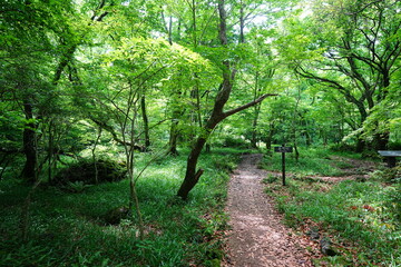 refreshing spring forest and fine path 