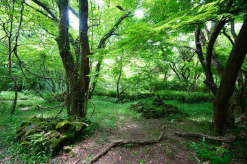 Obraz premium wild spring forest in the gleaming sunlight