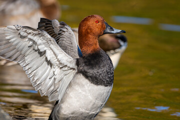 羽ばたくホシハジロ