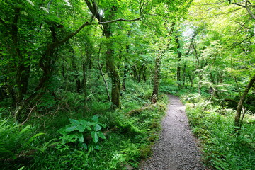 Obraz premium fine spring path to the light