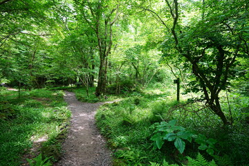 Obraz premium refreshing spring forest and fine path 