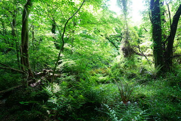 Obraz premium wild spring forest in the gleaming sunlight
