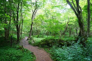 fine spring path to the light