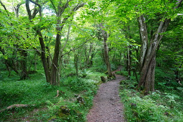 refreshing spring forest and fine path 