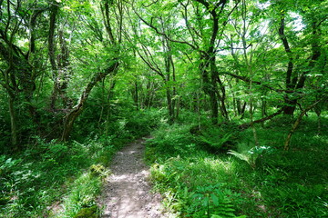 refreshing spring forest and fine path 