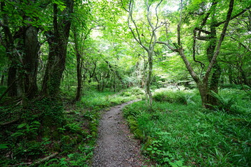 Obraz premium fine spring path to the light