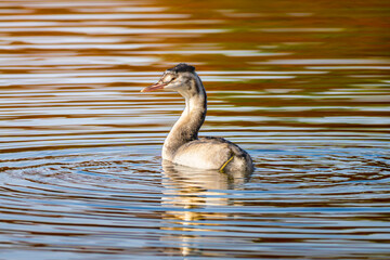 池を泳ぐカンムリカイツブリ