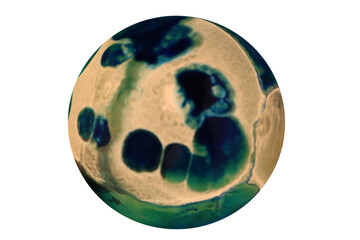 Planets for use in your photos or art images. Made from liquid art using water, paint, soap, oil...