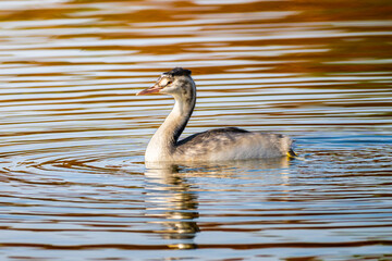 池を泳ぐカンムリカイツブリ