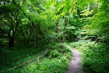 Obraz premium fine spring path to the light