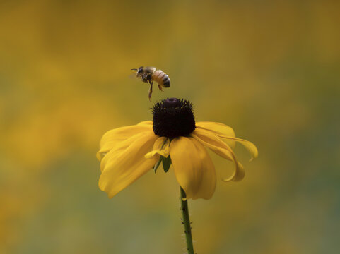 Bee Flying Above a Black Eyed Susan
