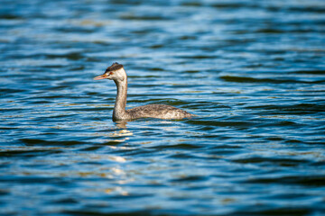 池を泳ぐカンムリカイツブリ