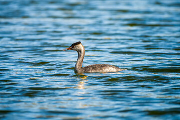 池を泳ぐカンムリカイツブリ