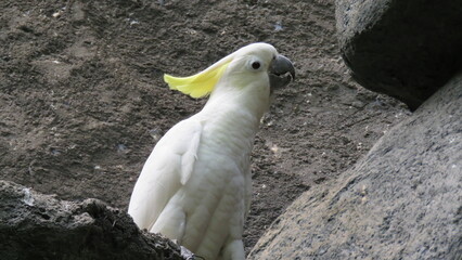 Close-up of a white cockatoo, yellow crest, perched on rocky surface, textured background.