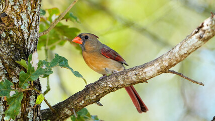 Brightly colored female Northern Cardinal sitting in an oak tree