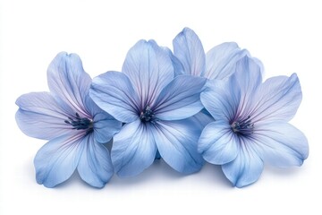 Delicate Blue Flowers