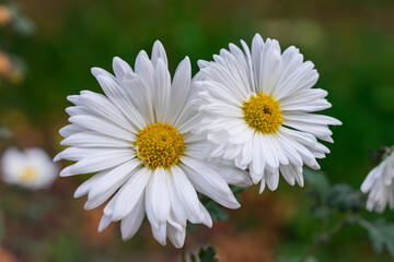 White daisies bloom vibrantly in a garden setting during springtime