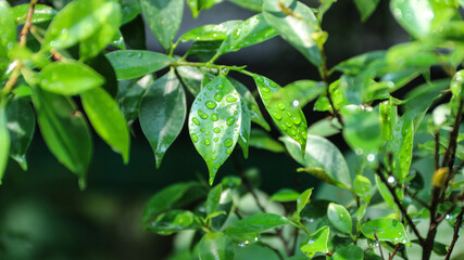 Beautiful large drop morning dew in nature, selective focus. Drops of clean transparent water on leaves.