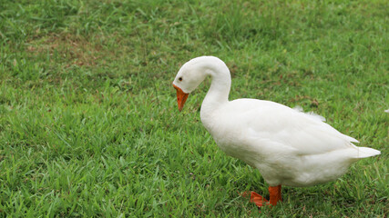 Swan (Cygnini, Goose; swan; ). Geese on a green meadow in a farm